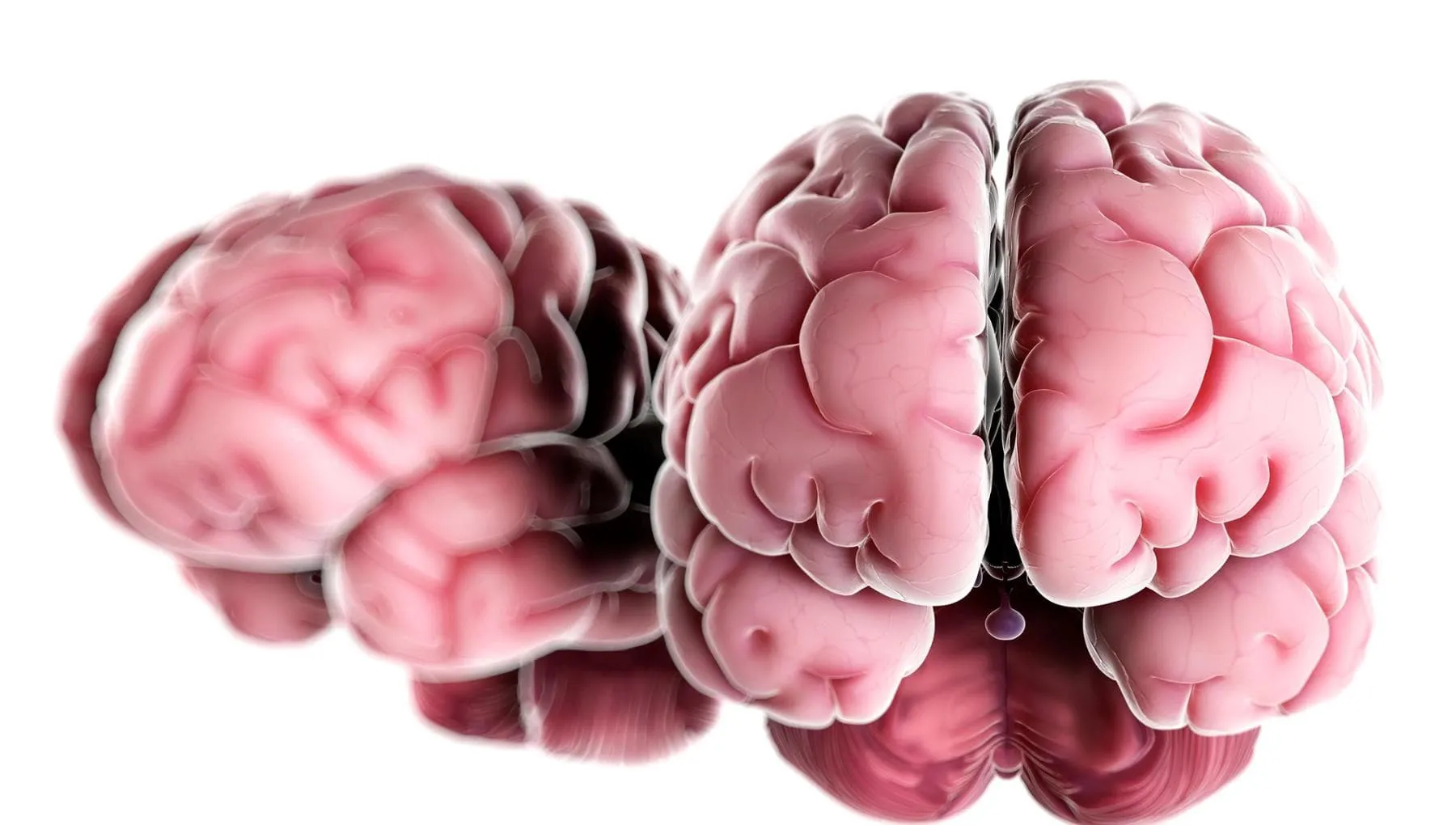 Non abbiamo un solo cervello, ma due: verso una svolta per la cura delle malattie neurologiche