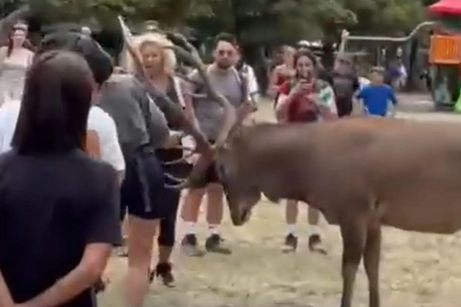 Si avvicinano troppo a un cervo e l'animale li aggredisce: il sindaco di Scanno risponde con un'ordinanza contro il "turismo maleducato"