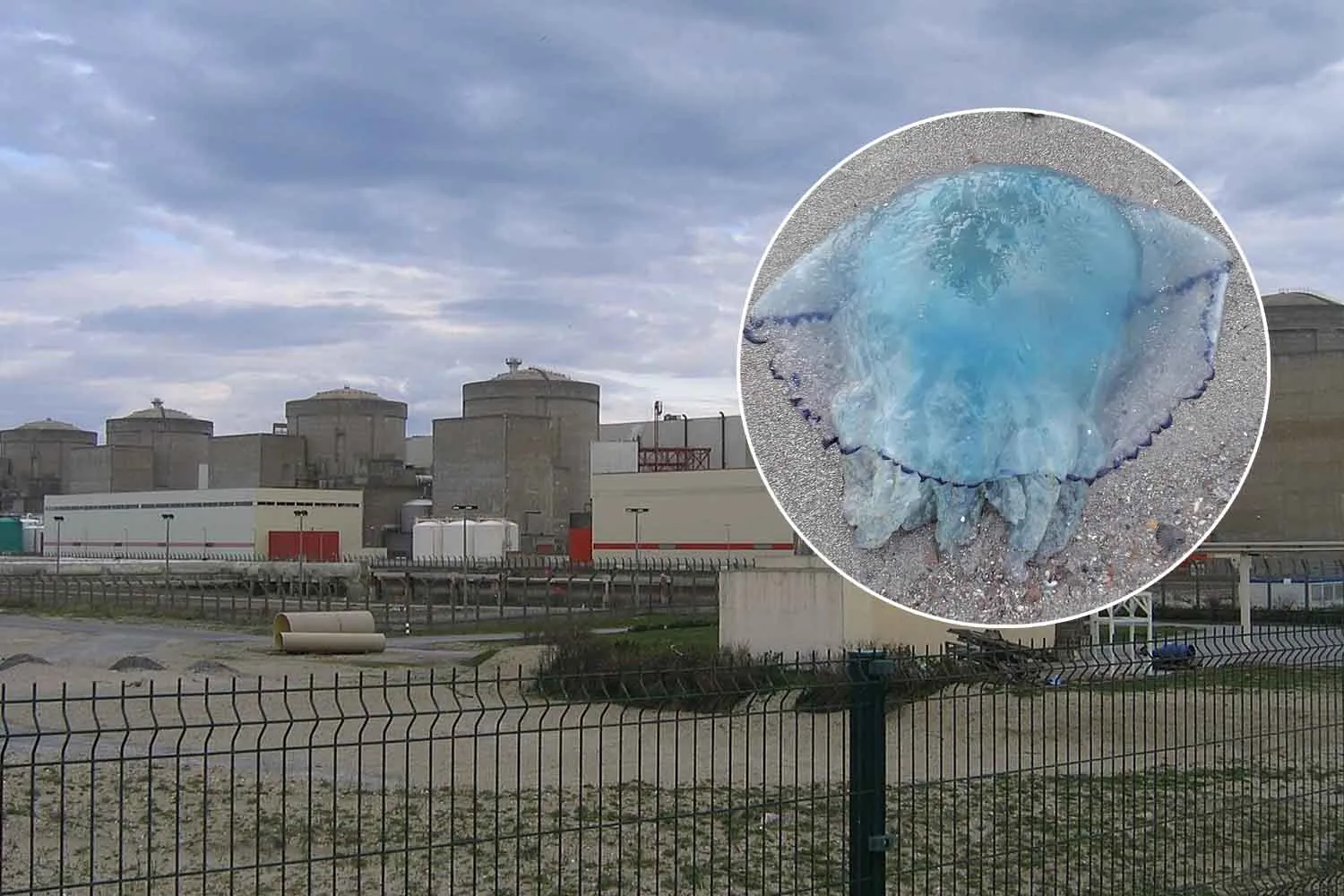 Così le meduse hanno fermato tre reattori nucleari in Francia (per la seconda estate di fila)