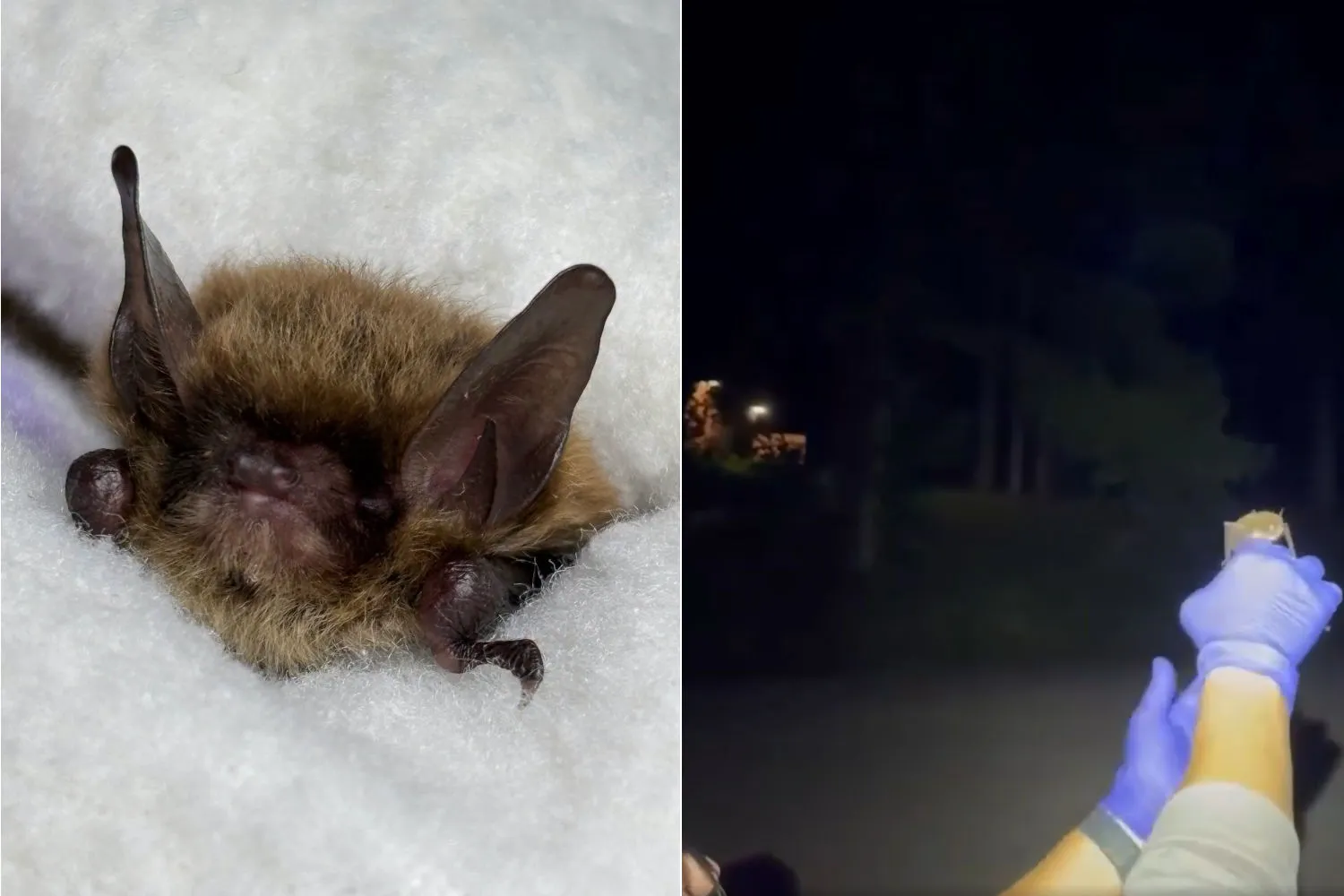 Salvano un minuscolo pipistrello a rischio estinzione (dal peso di 6 grammi): guarda il suo emozionante ritorno in libertà
