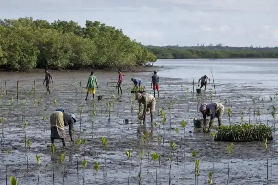 Neya riforesta il Madagascar con 2.500 ettari di mangrovie: un polmone verde grande 3.300 campi da calcio – Ecoblog