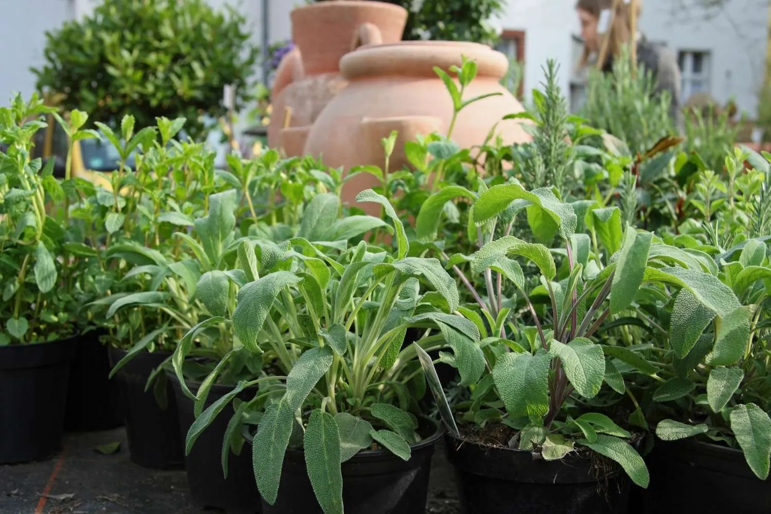 Perché dovresti tenere una pianta di salvia sul balcone: non serve solo per cucinare