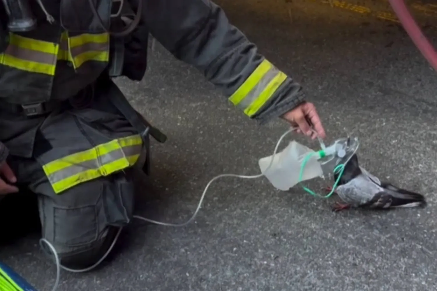 Piccione rischia di morire intossicato dal fumo: i Vigili del fuoco lo salvano con una maschera per l'ossigeno