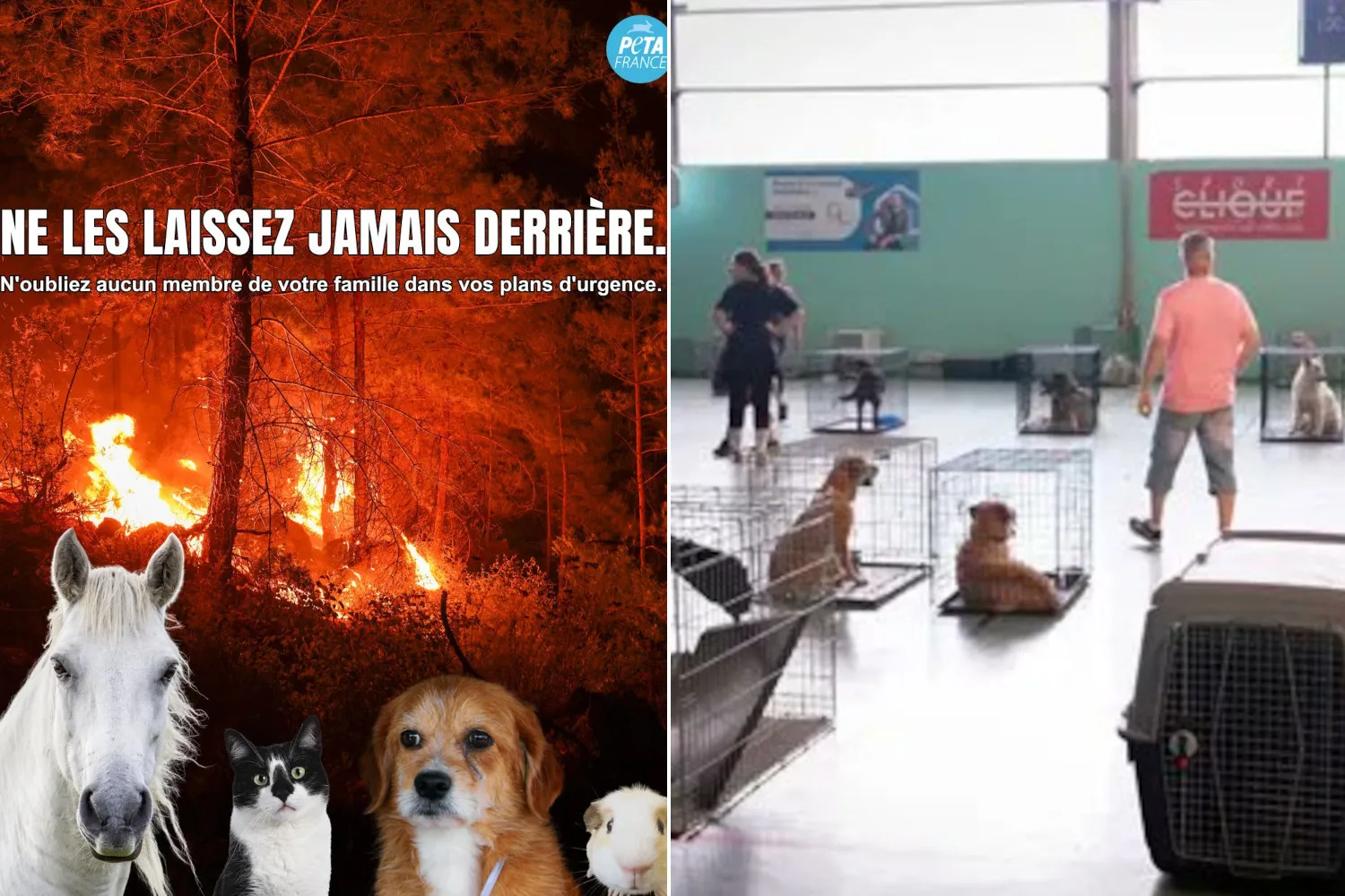 Inferno di fuoco nella foresta di Fontainebleau: pompieri e volontari si mobilitano per salvare cani, cavalli e altri animali dalle fiamme