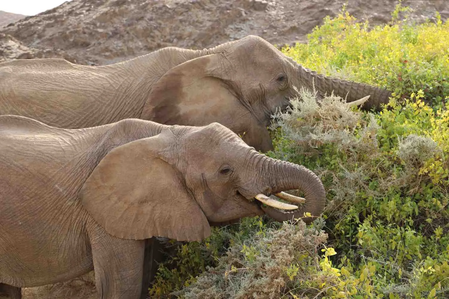 Straordinario! Gli elefanti africani usano 35 tipi di piante per curarsi (e possono insegnarci molto)
