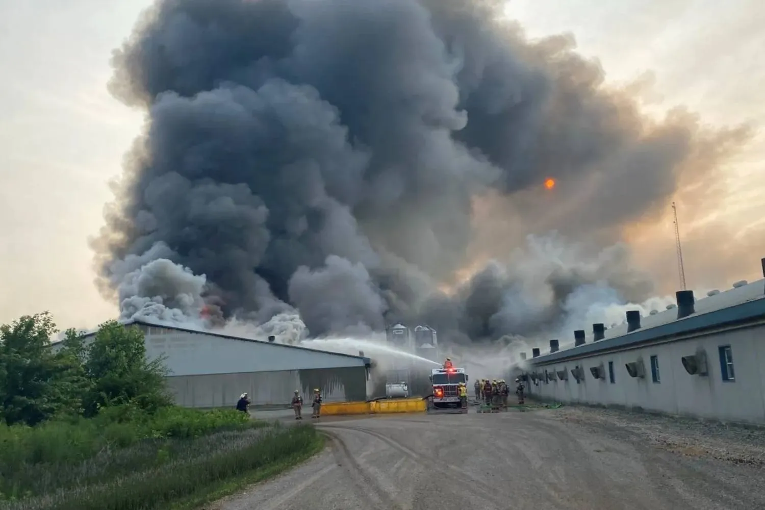 Strage in un allevamento di maiali in Ontario: 20mila esemplari sono morti, senza vie di fuga, fra le fiamme in Ontario