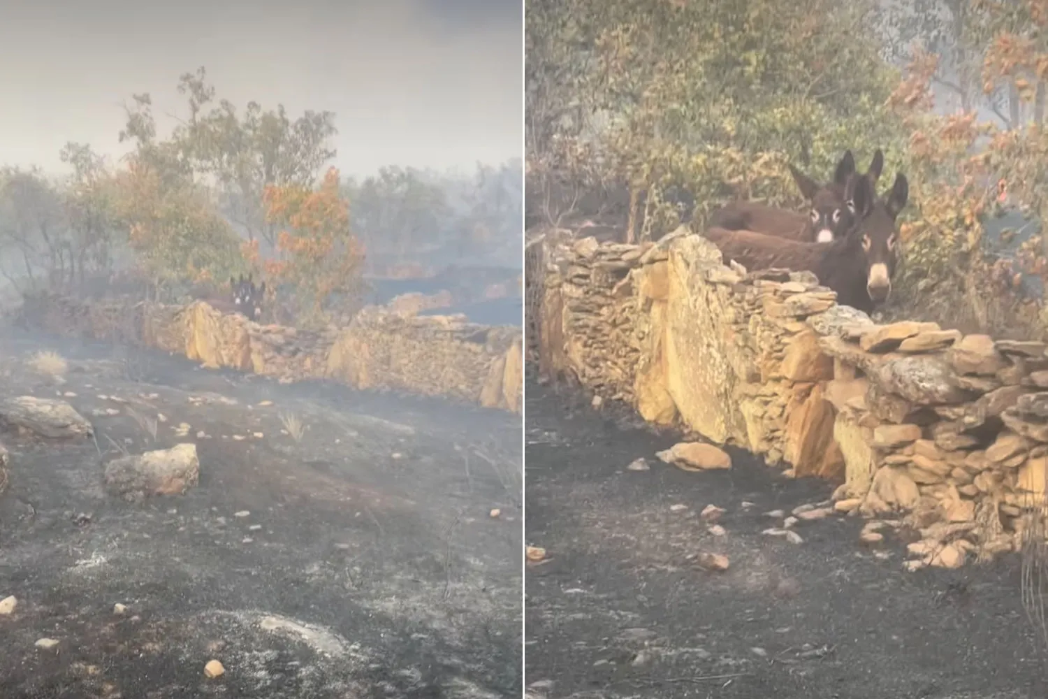 Torna alla sua fattoria completamente distrutta dagli incendi in Spagna e tra le ceneri trova la sorpresa più bella di tutte