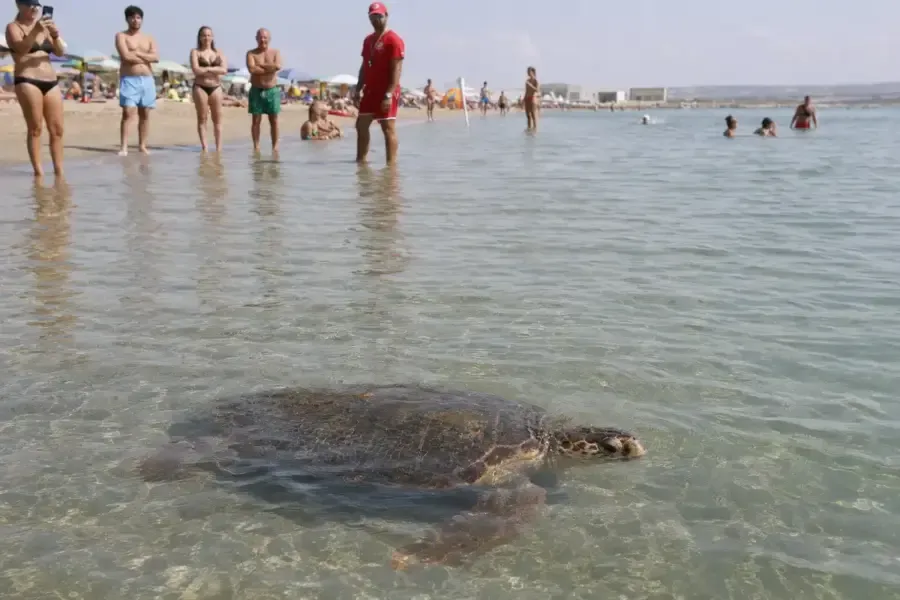 Tartaruga morde alcuni bagnanti in Puglia: le regole per evitare rischi – Ecoblog