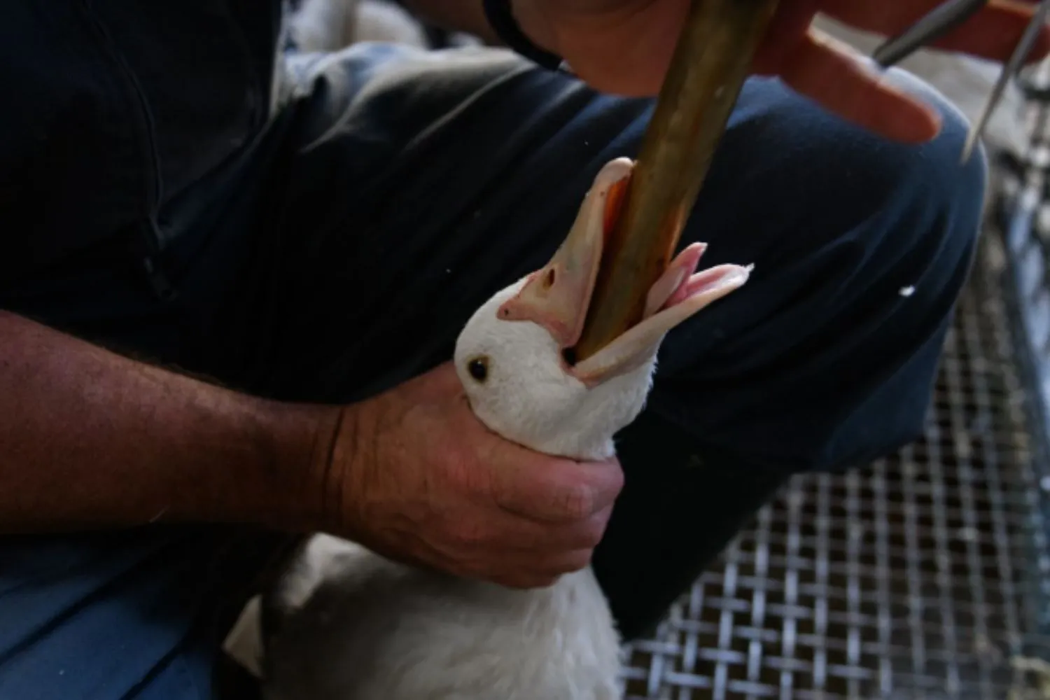 Vittoria! Il Brasile vieta il foie gras: è il 2° Paese al mondo a bandire produzione, importazione e vendita del famigerato fegato d'oca