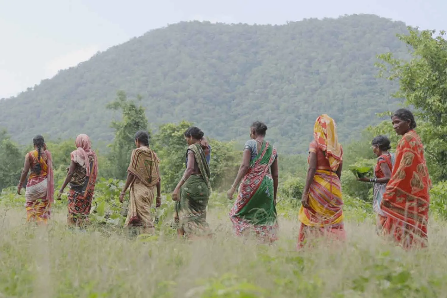 In India un villaggio di 38 famiglie ha riportato in vita 230 ettari di foresta (e fatto rinascere le sorgenti)
