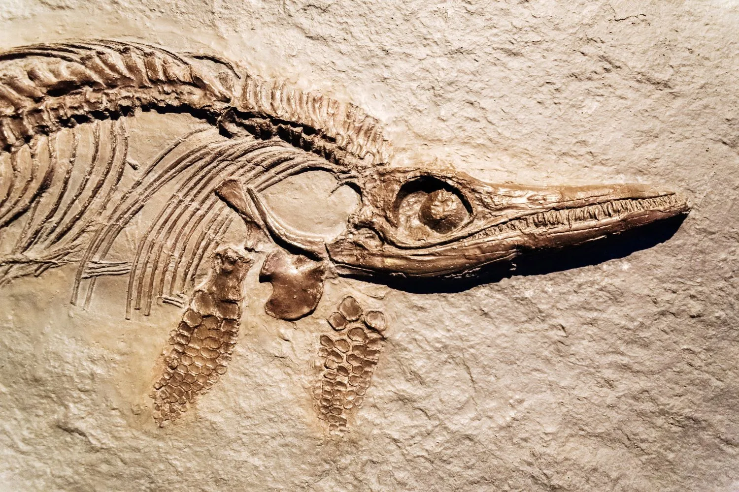 Gli antichi romani già collezionavano "mostri marini" e fossili di dinosauro