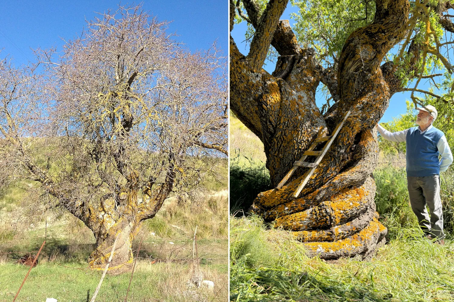 Il mandorlo amaro più grande del mondo si trova in Sicilia: ha 500 anni e una scala incastonata nel tronco a spirale