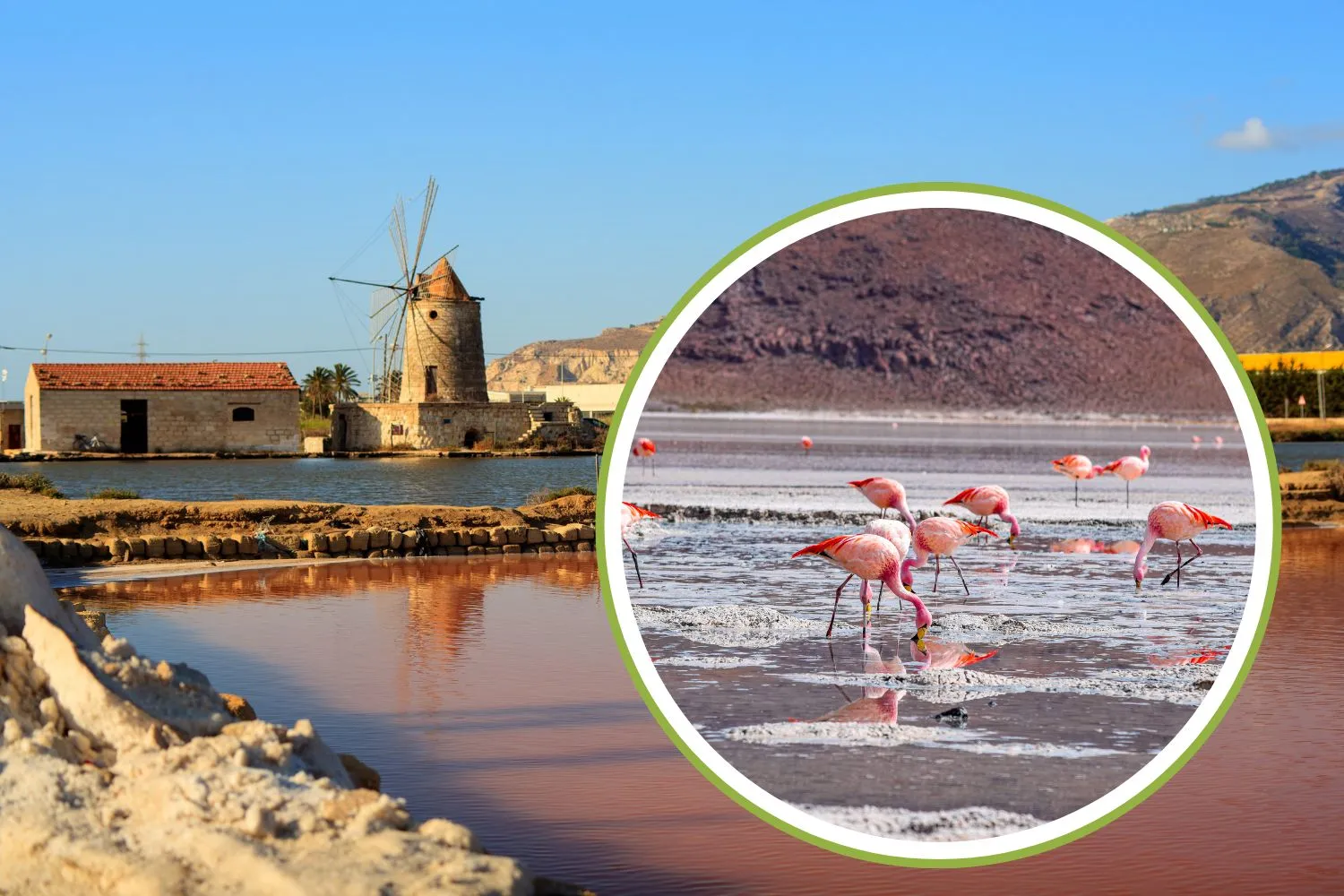 Per la prima volta nella storia sono nati 3 fenicotteri rosa alle Saline di Trapani