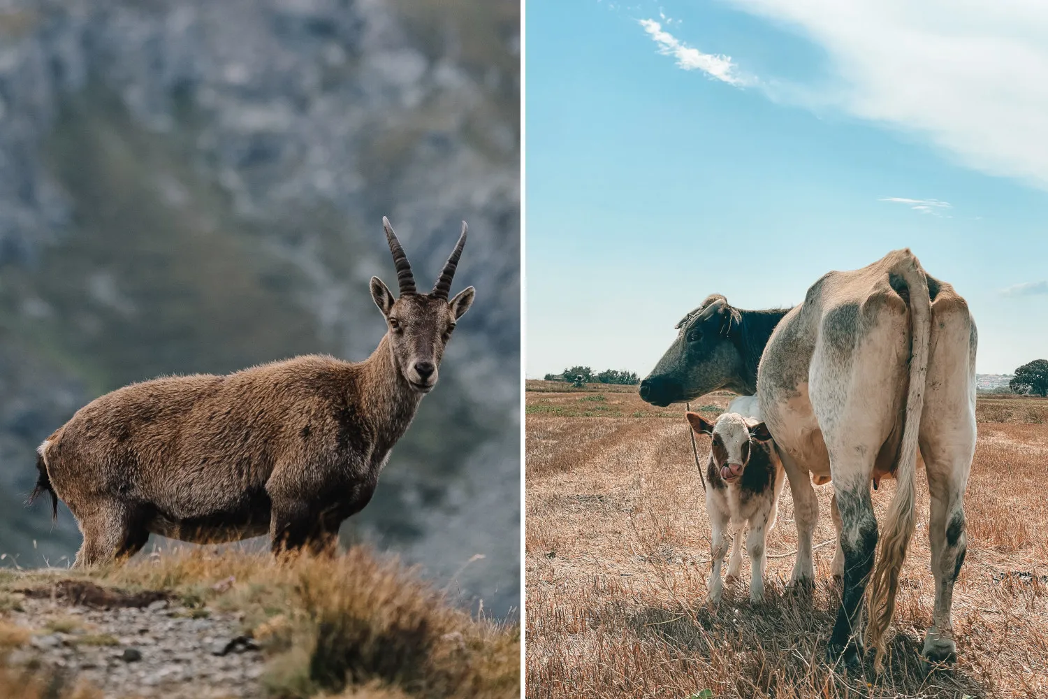 Due escursioniste ferite da uno stambecco e da una mucca: gli episodi che ci ricordano gli errori da non fare in montagna