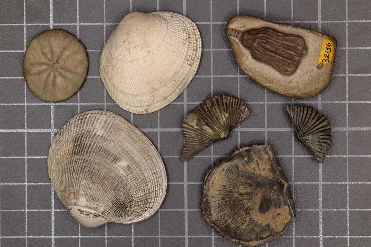 Gli scienziati hanno finalmente risolto il mistero della più grande estinzione di massa della Terra, grazie a queste...conchiglie