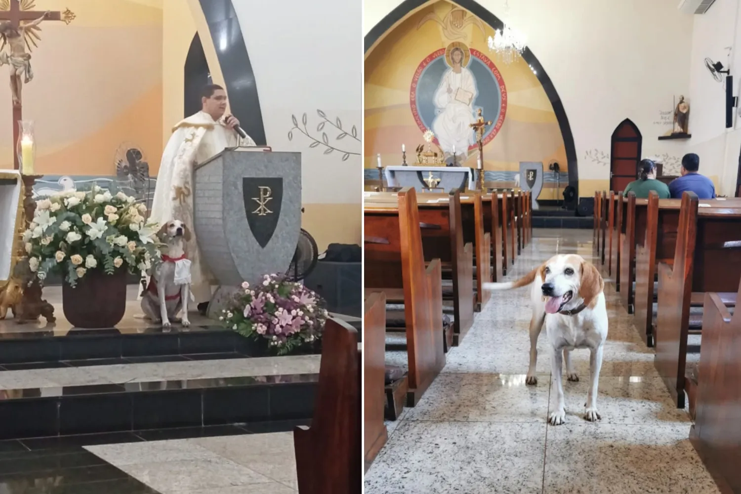 Cane randagio viene accolto in una parrocchia: ora partecipa alle messe ed è diventato “chierichetto” (amatissimo anche sui social)