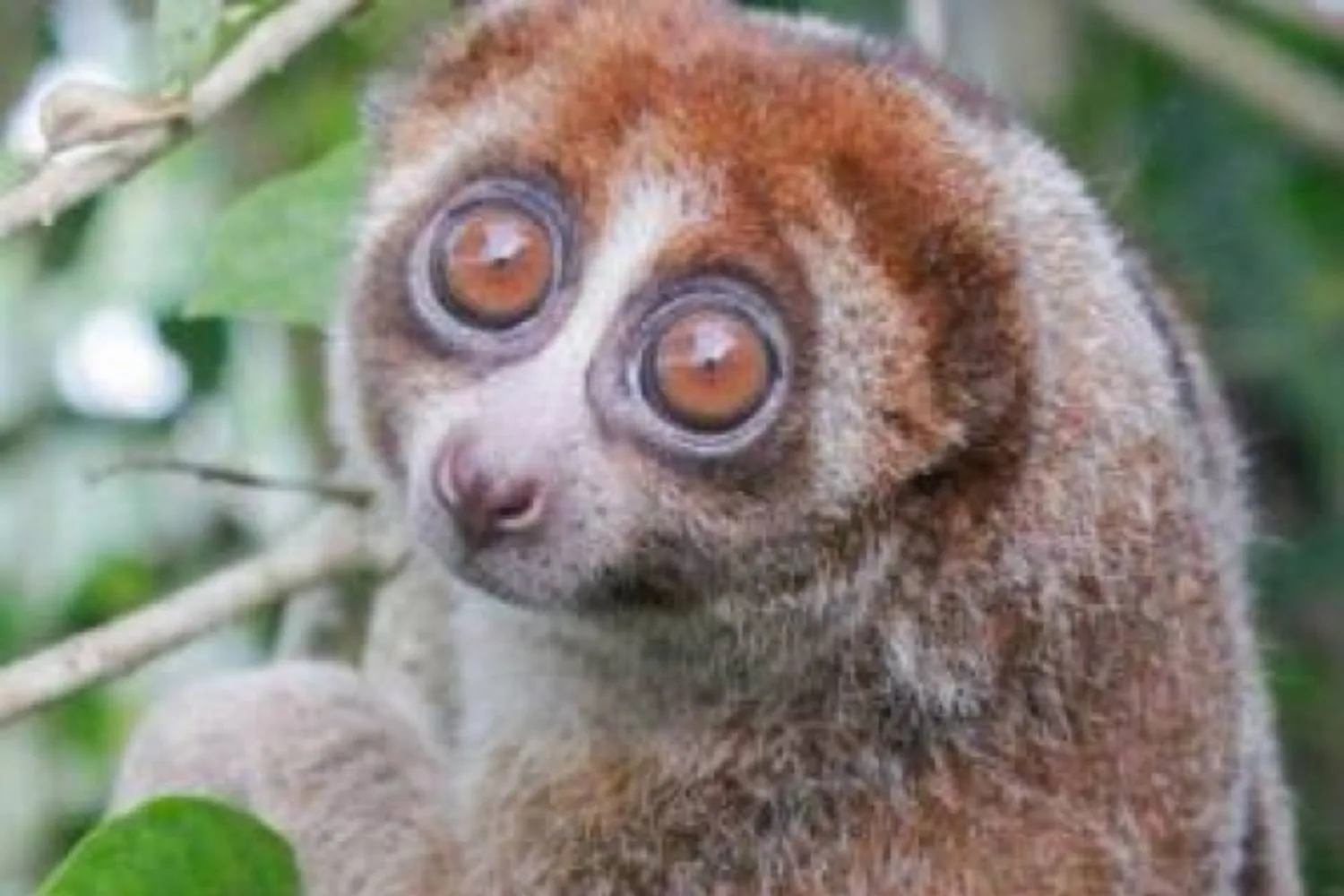 Creduto estinto da quasi 100 anni, l'adorabile lori lento di Bangka è stato riscoperto in Indonesia (ma è in pericolo)