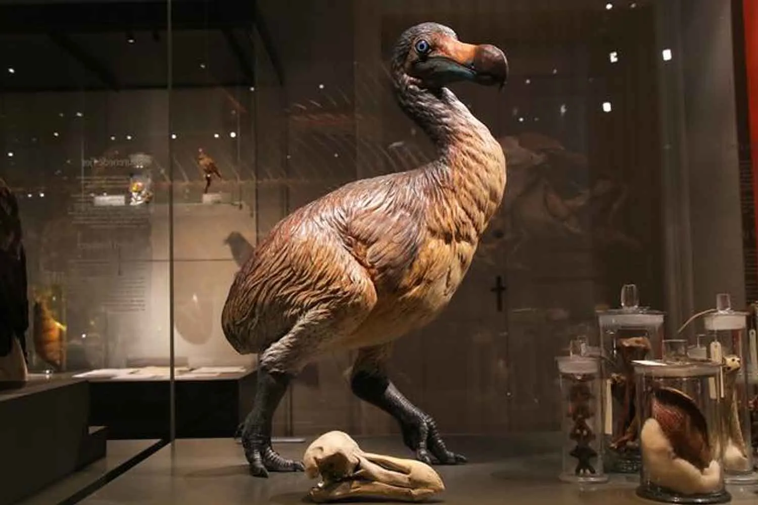 Il dodo non era affatto un uccello “stupido” e lento: il suo cranio racconta una storia molto diversa