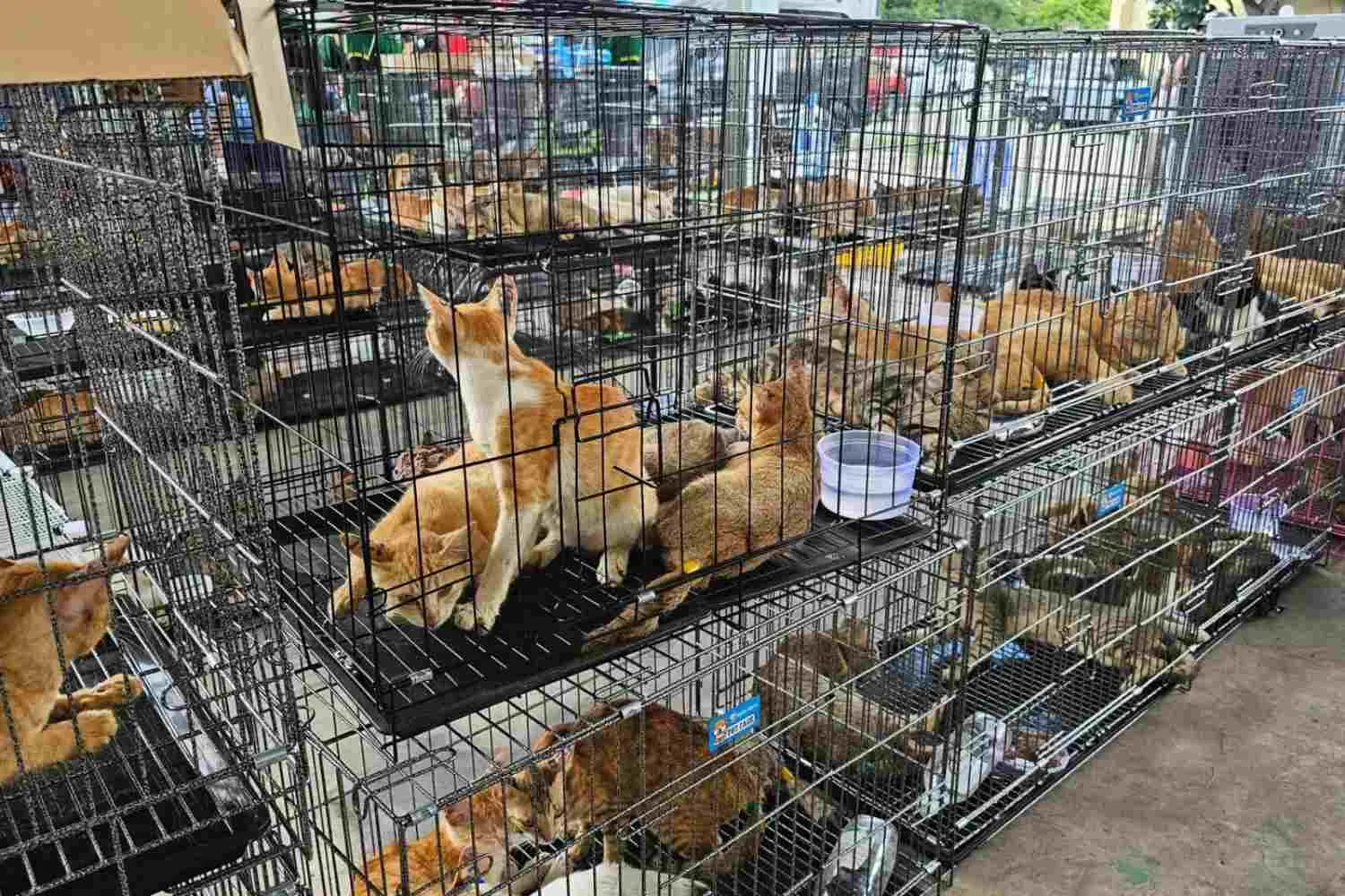 Salvati 400 gatti rubati alle famiglie e destinati al macello: smantellata maxi rete criminale in Vietnam