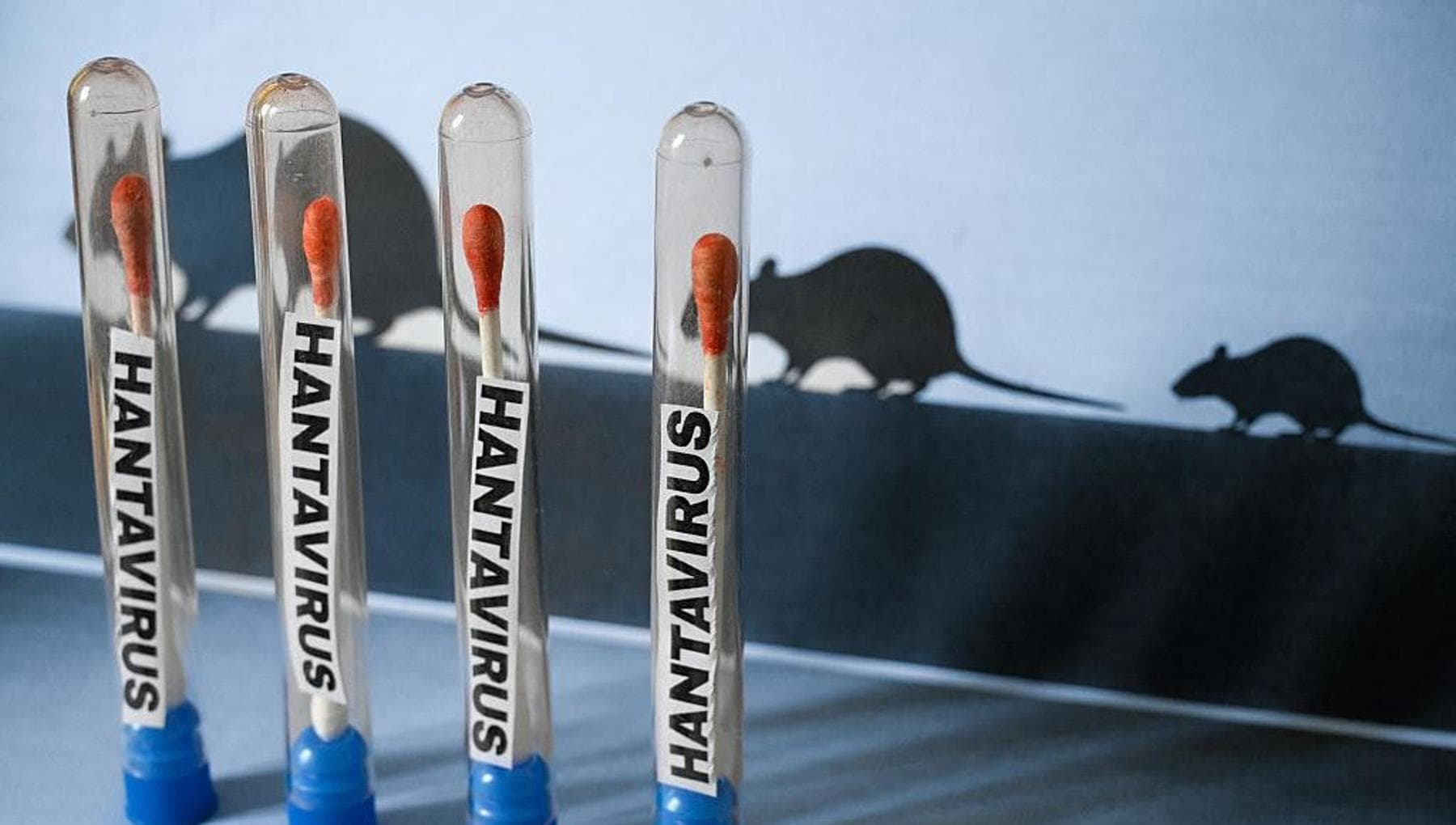 Hantavirus, si trasmette da uomo a uomo. Ma in Europa il pericolo è basso per ora
