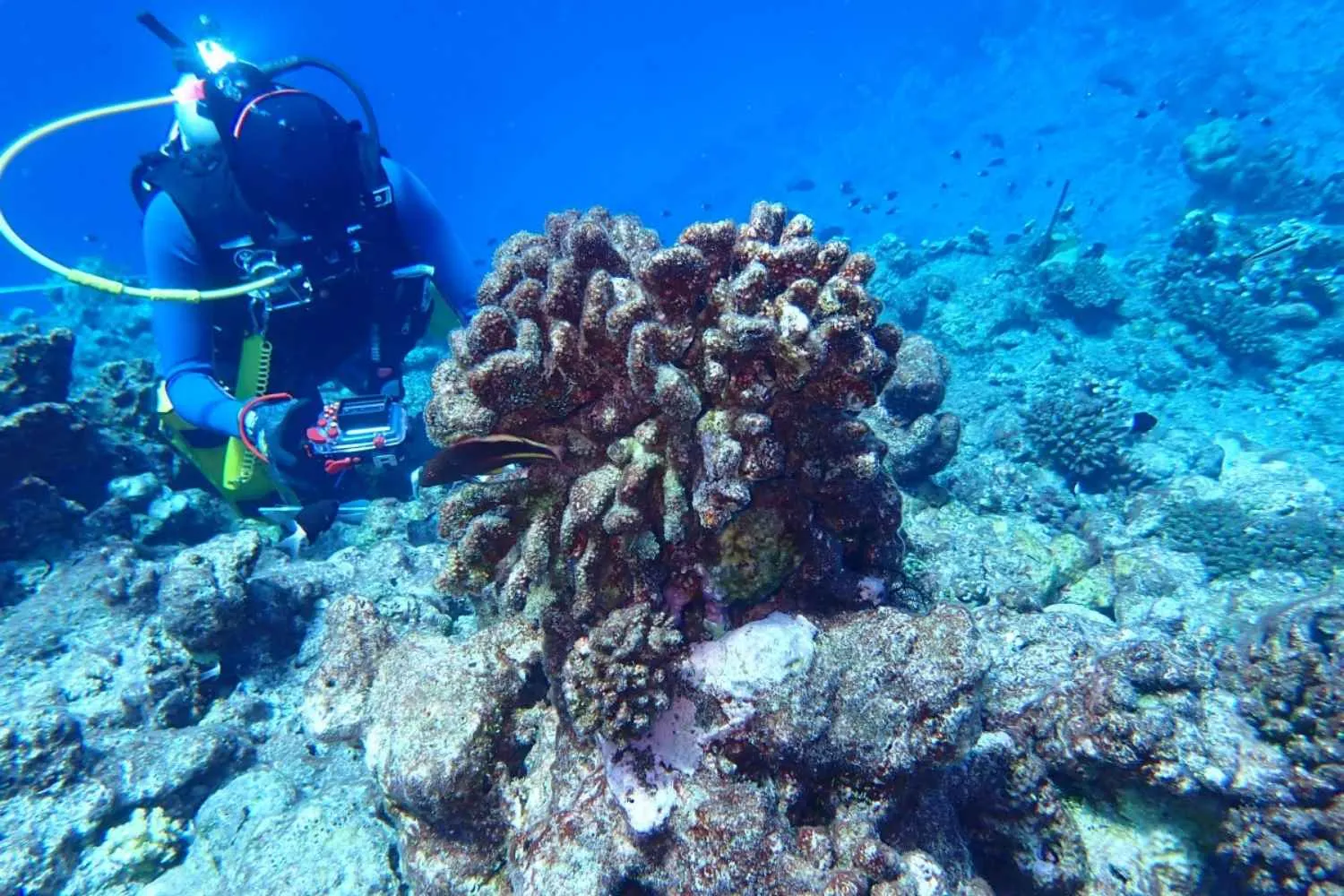 Le barriere coralline non hanno più il tempo di guarire: lo studio più grande mai realizzato lancia l'allarme