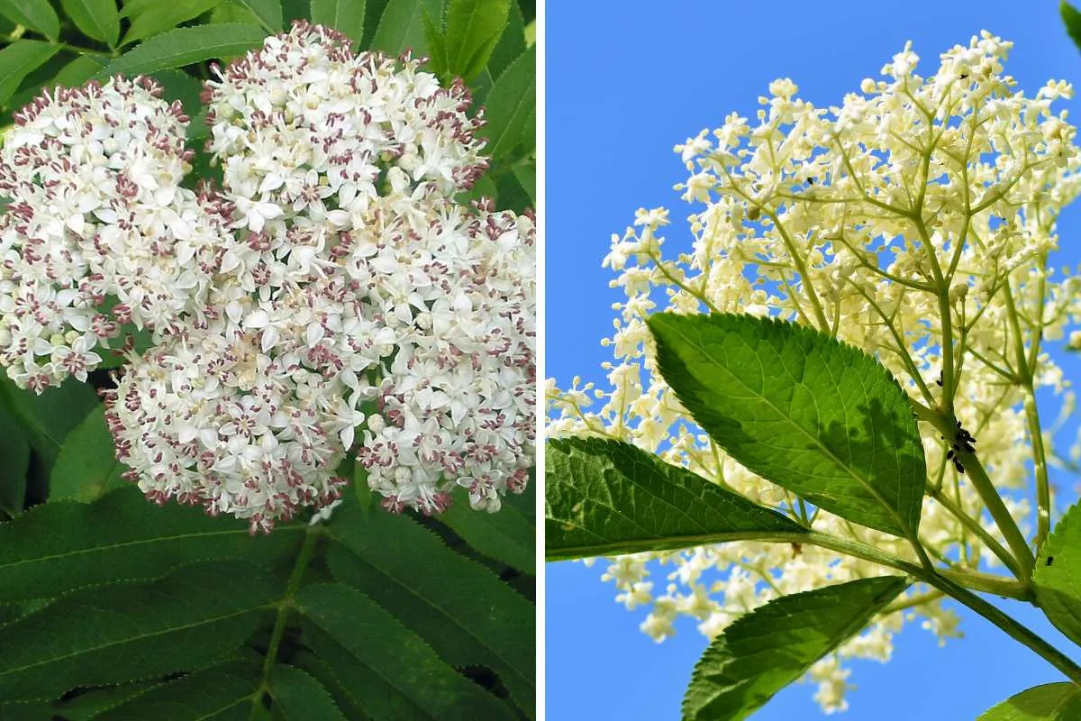 Ti spiego come riconoscere il sambuco buono da quello velenoso e ti svelo come farci una buonissima marmellata