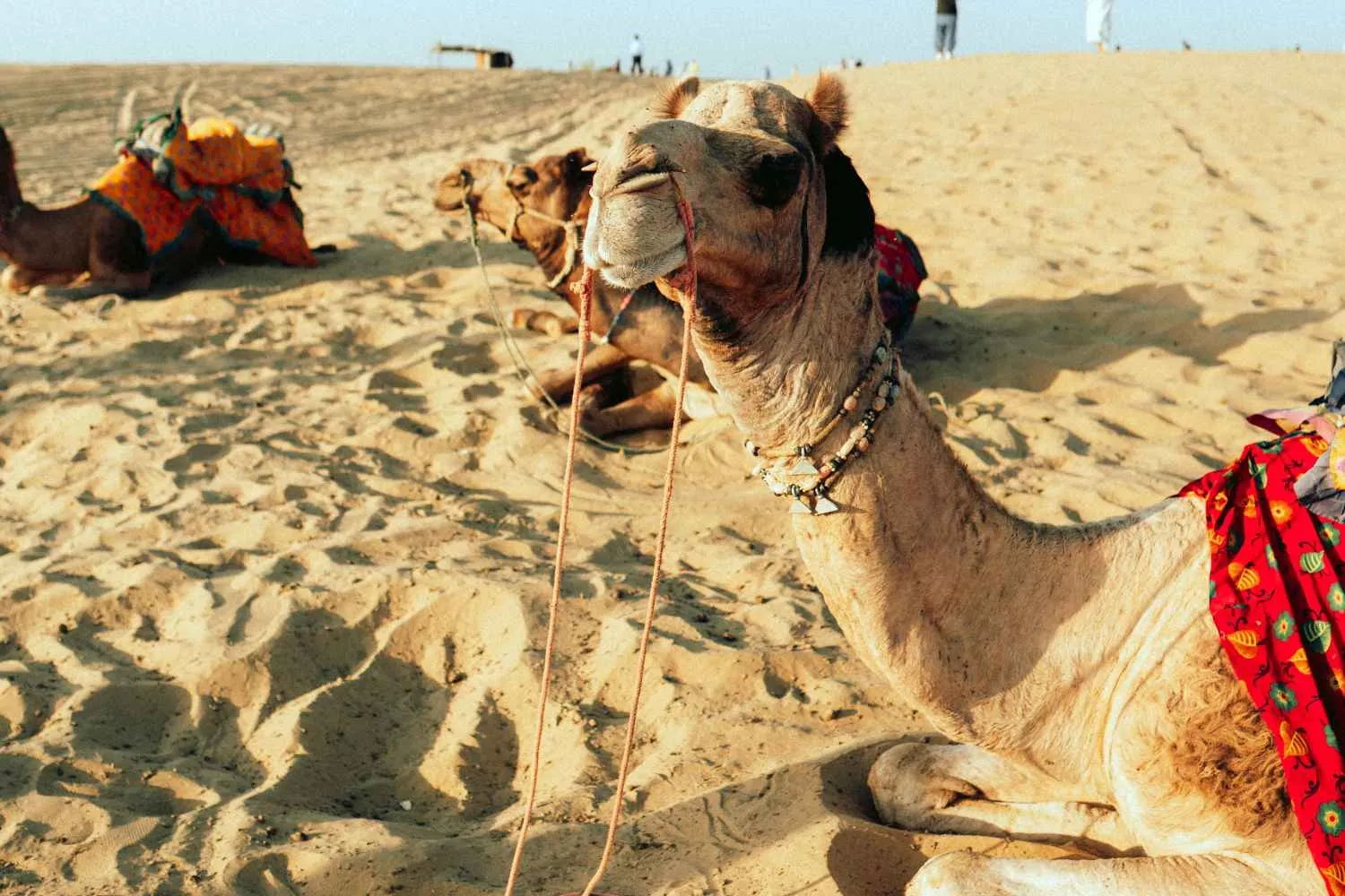 Persino i cammelli stanno morendo per il caldo estremo e la siccità: boom di decessi in Africa