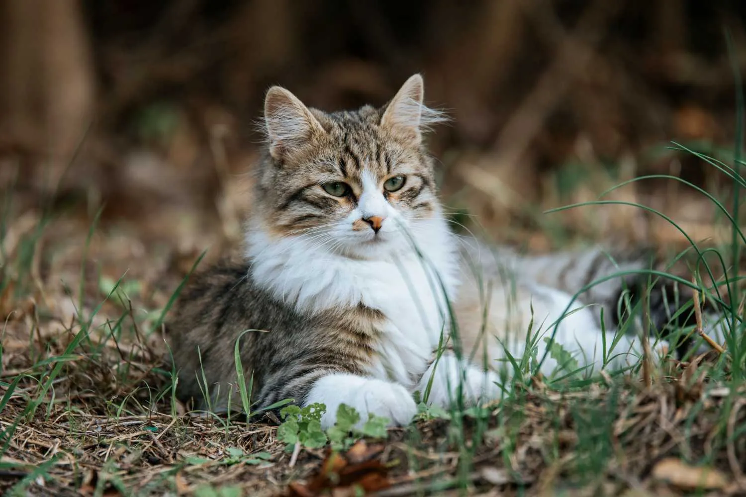 Per anni abbiamo accusato i gatti di mettere a rischio la fauna selvatica, ma il vero pericolo siamo noi (e questo studio lo dimostra)