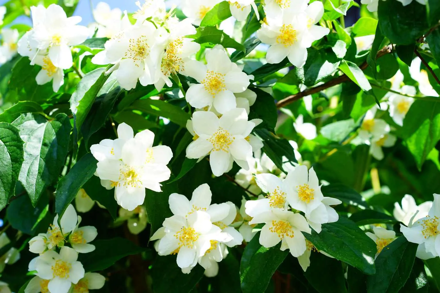 Gelsomino in fiore? Solo se fai questo a luglio