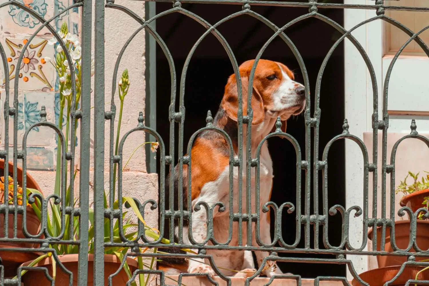 Basta cani e gatti al sole su terrazzi e balconi: in questo comune sono previste multe salatissime (e sequestri immediati)