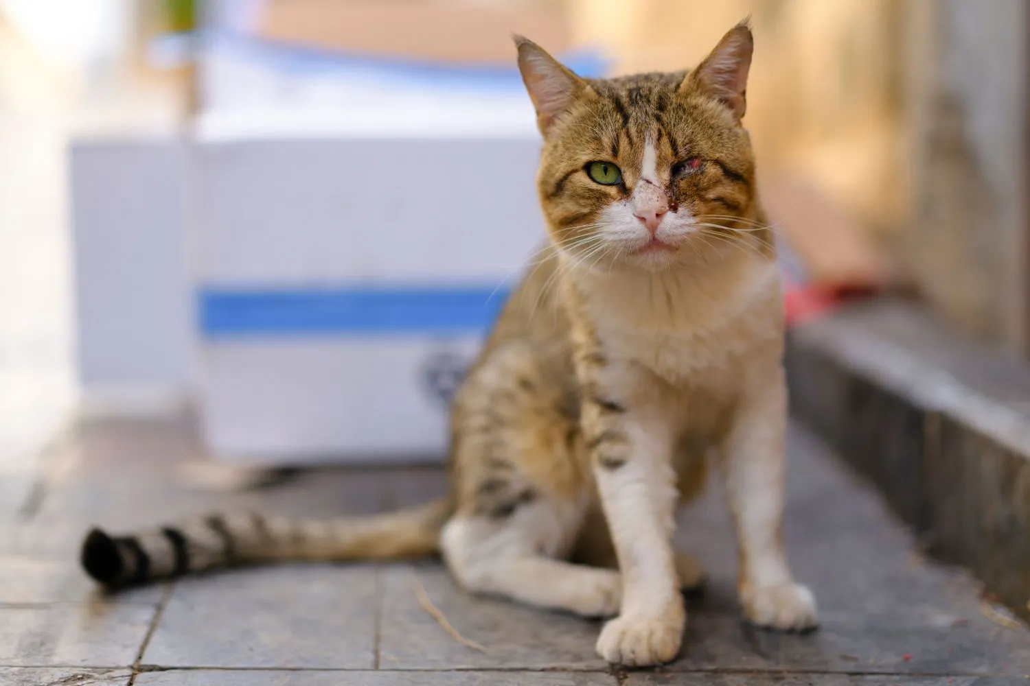 Gatti scomparsi e ritrovati mutilati a Padova, 4 giovani indagati: spunta l'ombra del business dei video online di torture