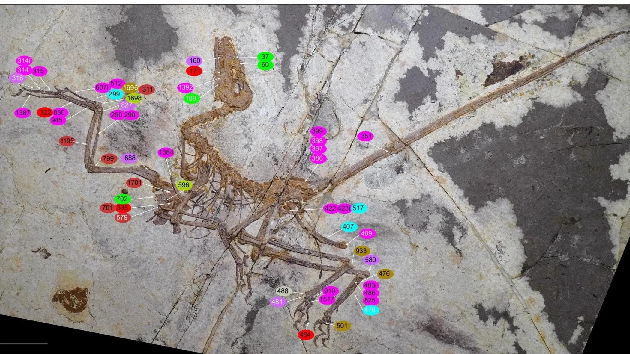 Il dinosauro con quattro ali che rivela i segreti del volo