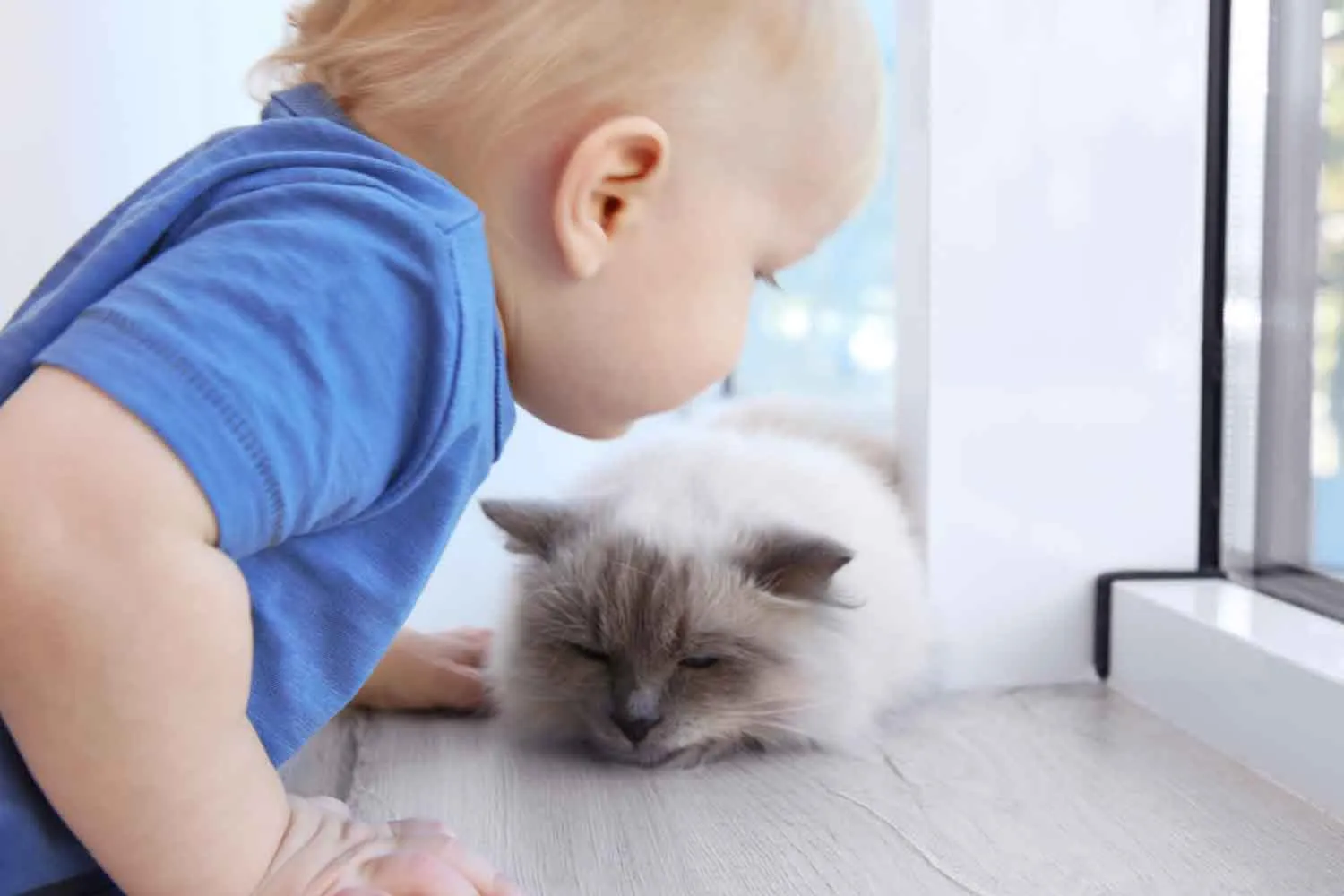 I gatti non smettono di stupire: imparano ad associare suoni e immagini più in fretta dei bambini
