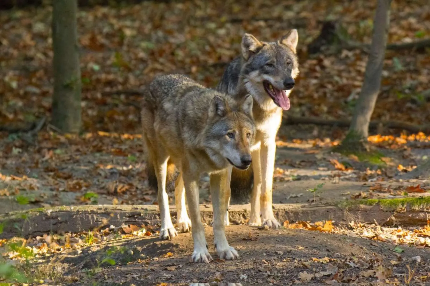 Lupi feriti e uccisi a colpi di fucile nell'Aretino, gli animalisti denunciano: “violenza gratuita e irresponsabile”