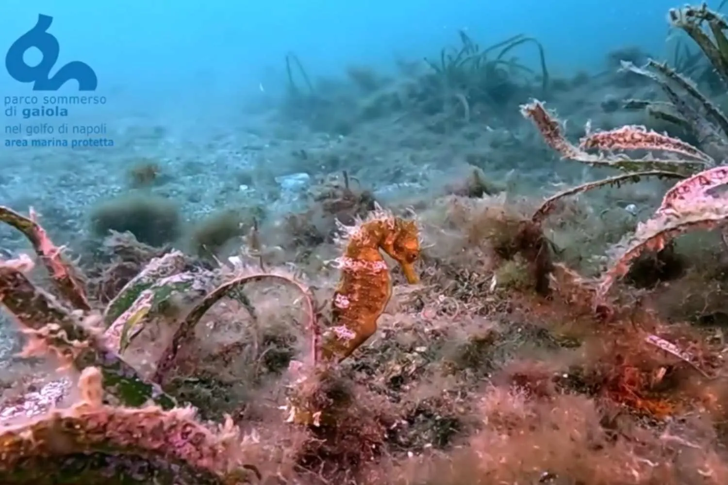 Torna il cavalluccio marino nei fondali del golfo di Napoli dopo anni di assenza (grazie alla riforestazione della Posidonia oceanica)