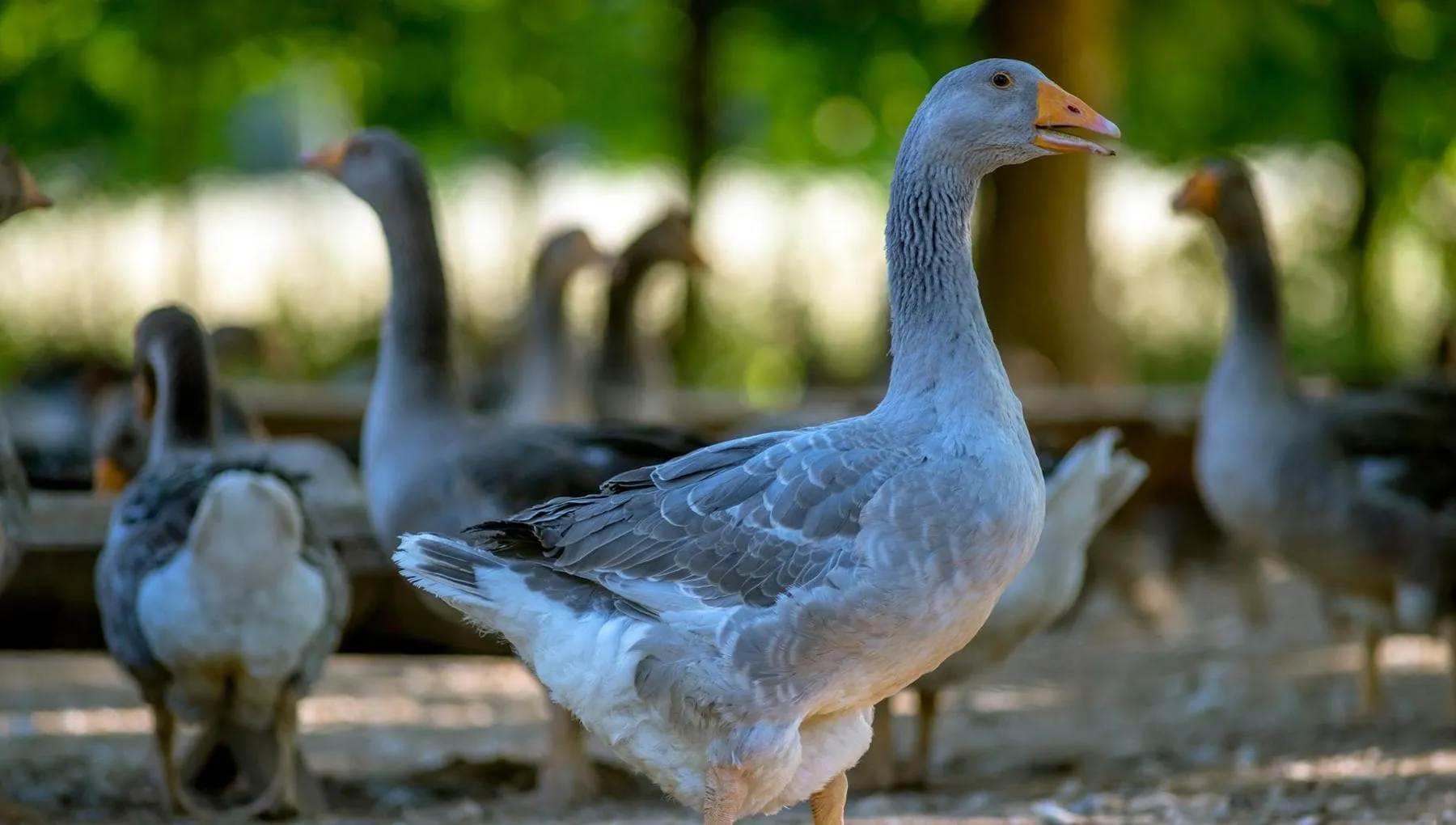 Brasile: troppa sofferenza per le oche, vietato produrre e vendere foie gras
