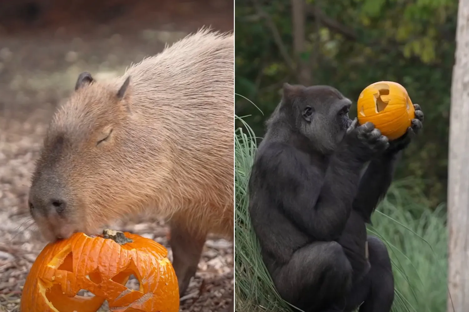 Anche allo zoo di Londra si festeggia Halloween con zucche distribuite agli animali (ma a fare davvero paura è la cattività)