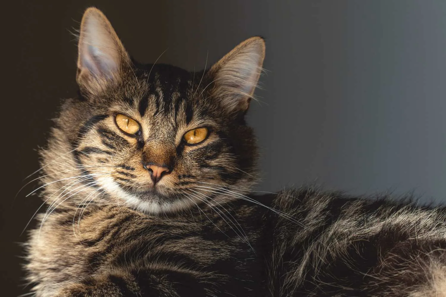 Il miracolo di Mozart: ritrova il gatto scomparso 17 anni prima durante gli incendi in Gironda (grazie al microchip)