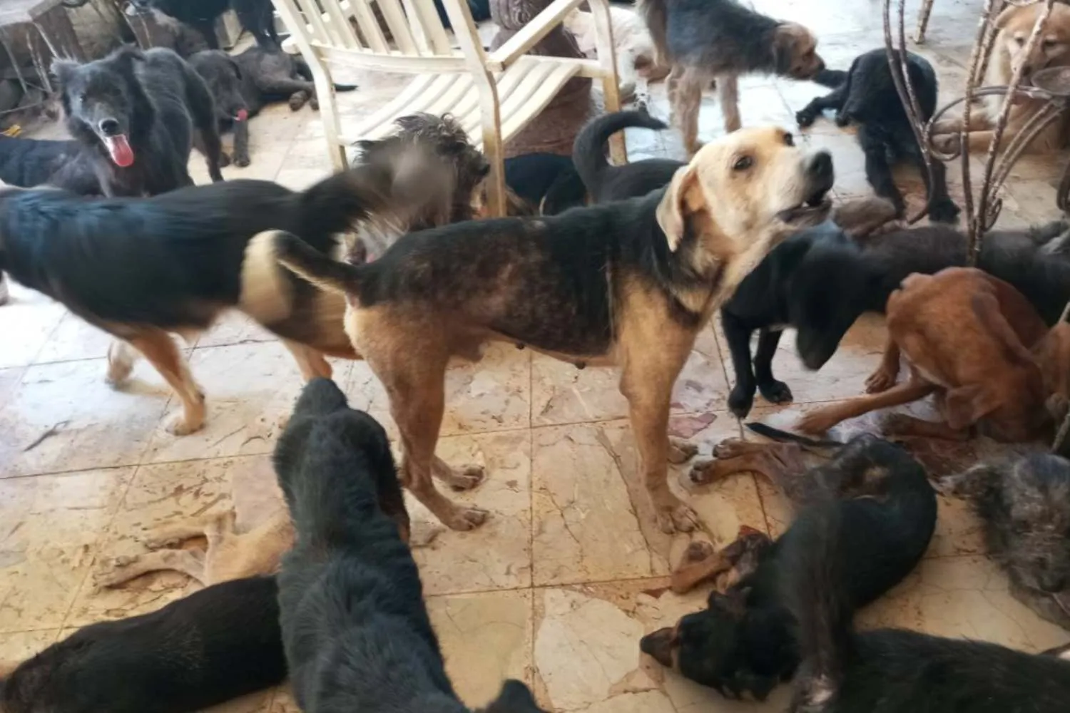 Casolare dell’orrore a Palermo: oltre 100 cani (ammassati fra feci e sporcizia) sequestrati a una coppia di accumulatori seriali