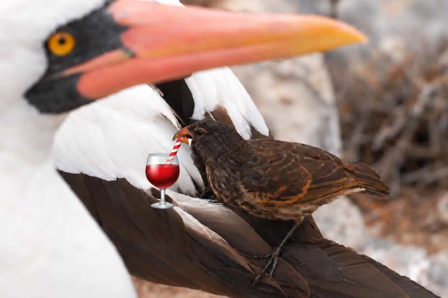 Gli uccelli vampiro esistono davvero: alle Galápagos questi fringuelli feriscono le sule e ne bevono il sangue